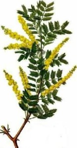 acacia